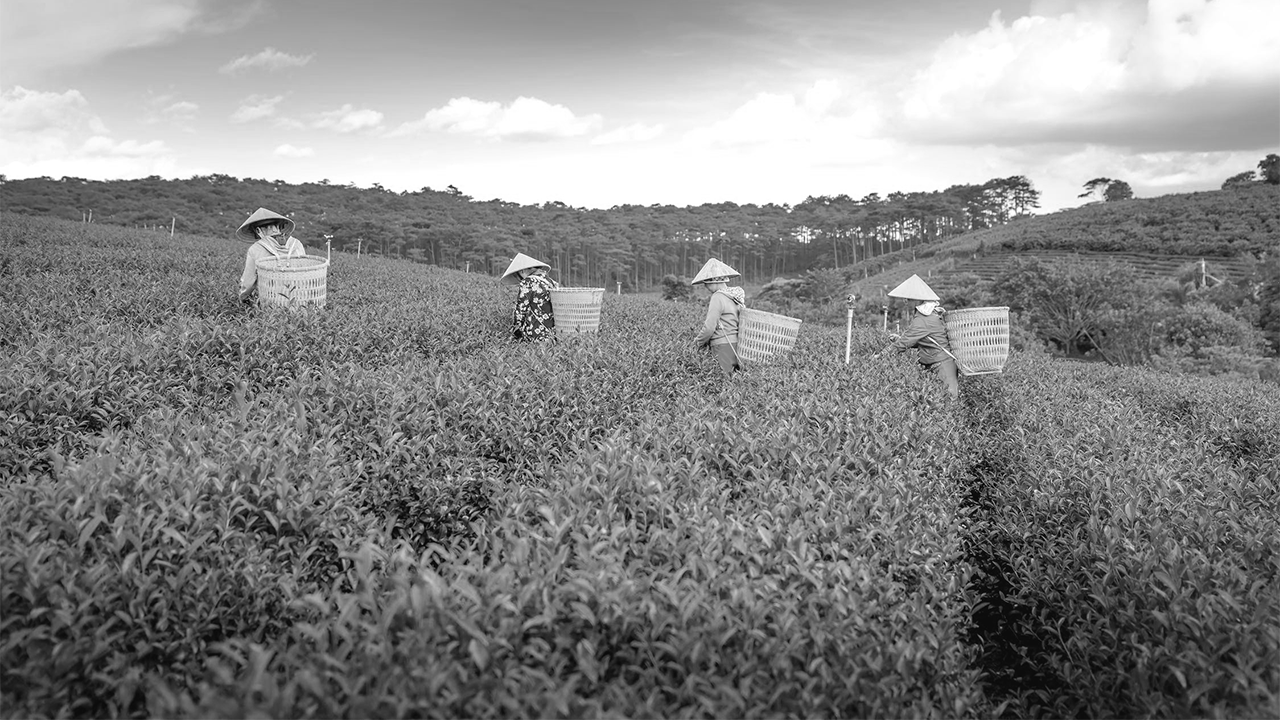 Tea-journey