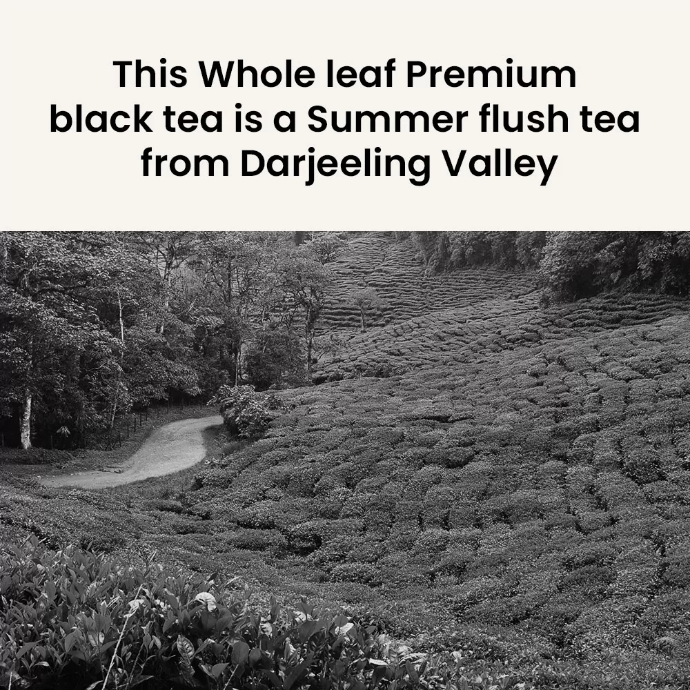 Retro Tea Culture - Whole leaf premium black tea